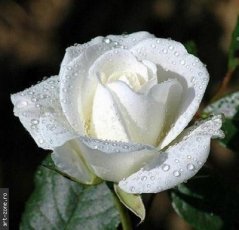 Trandafir alb (art-zone.ro)